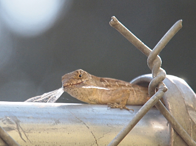 [The anole's mouth is closed and the entire body of the dragonfly is gone from view. The wings are sticking out of the side of the anole's mouth.]
